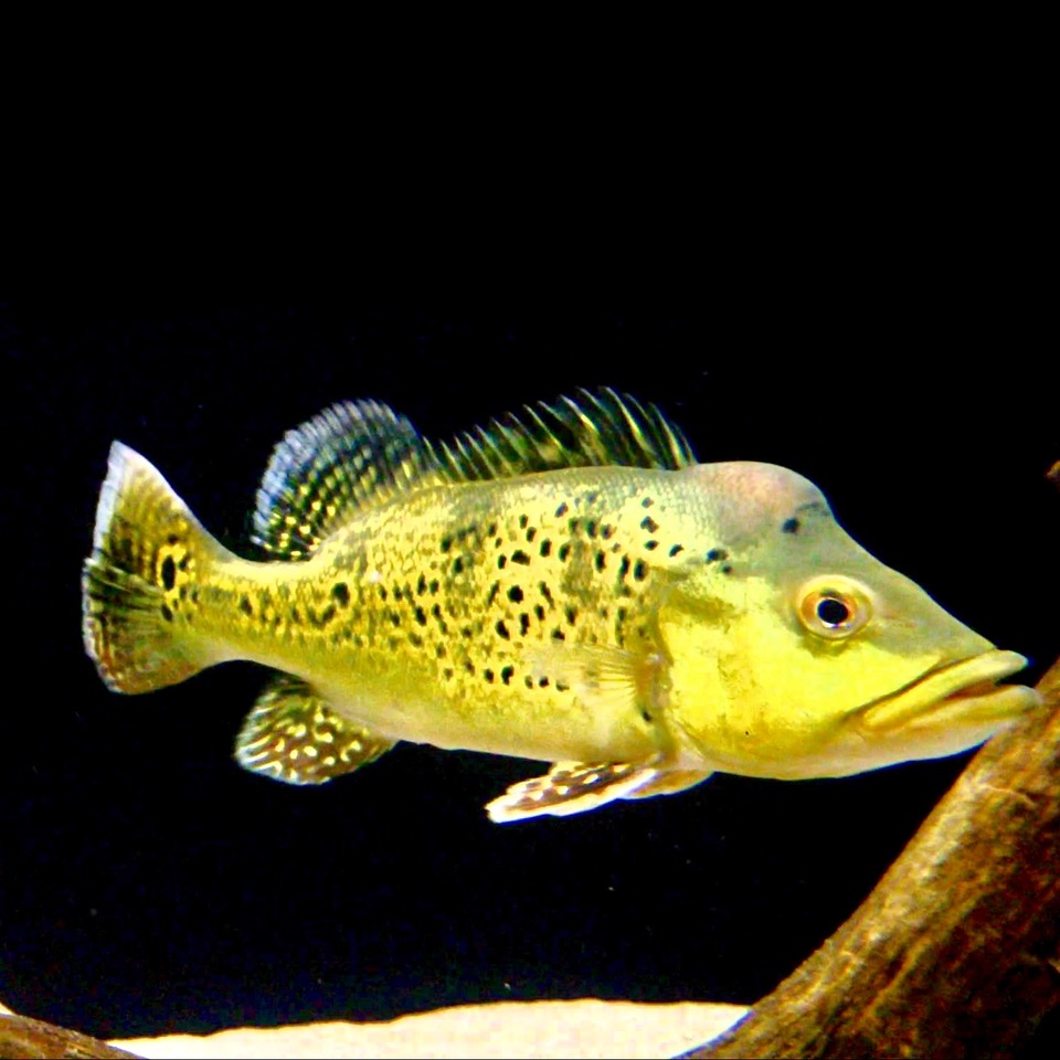 Zuid Amerika cichlide